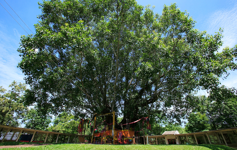  Bodhi Tree: tour