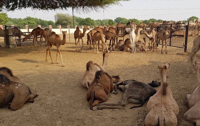 National Research Centre on Camel