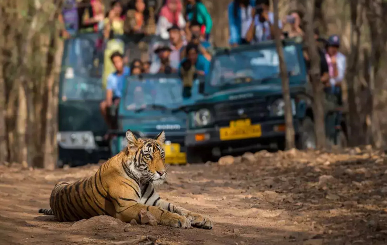 delhi ranthambore tour packages