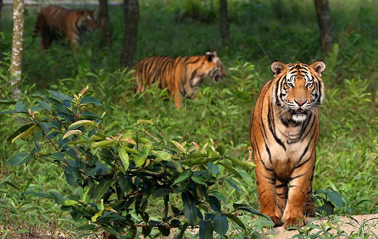 sundarbans tiger reserve